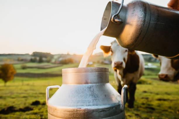 DAIRY DEVELOPMENT