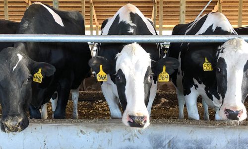 DAIRY DEVELOPMENT
